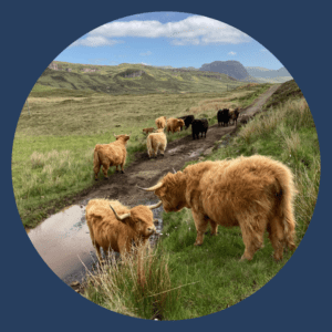 Highland Cows grazing