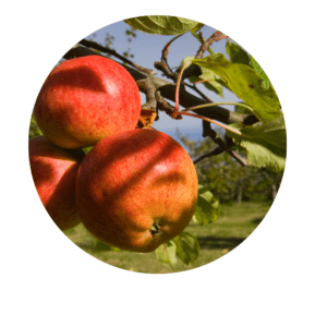 How do you like them apples